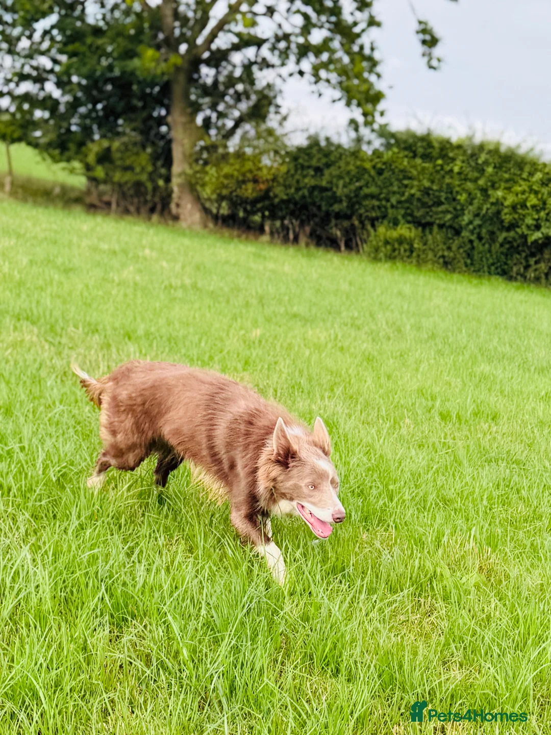 Border Collie dogs for stud: *STUD* Stunning lilac and white border collie  - Advert 2