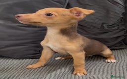 Jack Russell dogs for sale: ❤️Beautiful Jackrussels❤️ - Image 3
