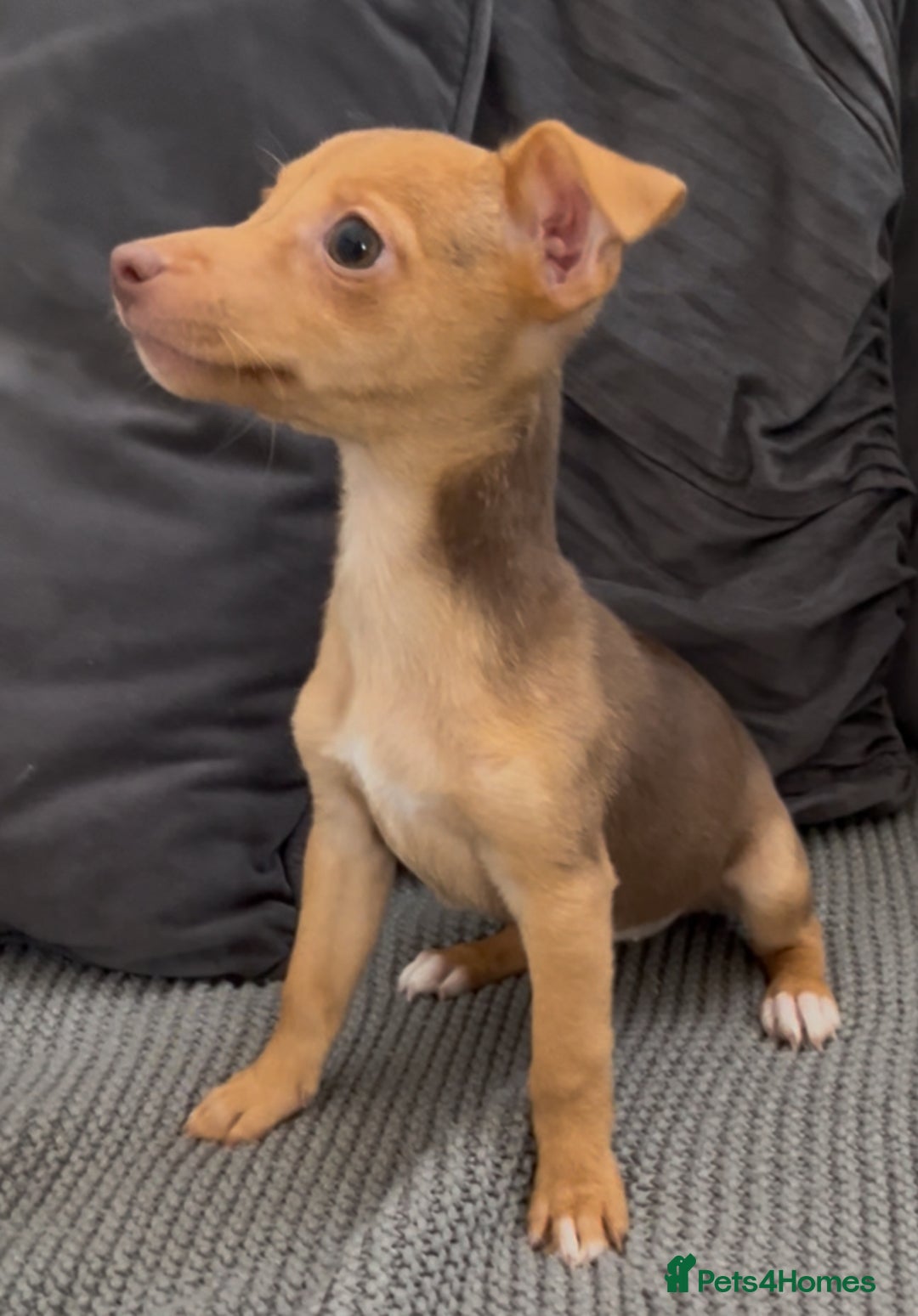 Jack Russell dogs for sale: ❤️Beautiful Jackrussels❤️ - Image 3