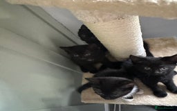Mixed Breed cats for sale: 4 Female Ghost Tabby’s For Sale - Image 7