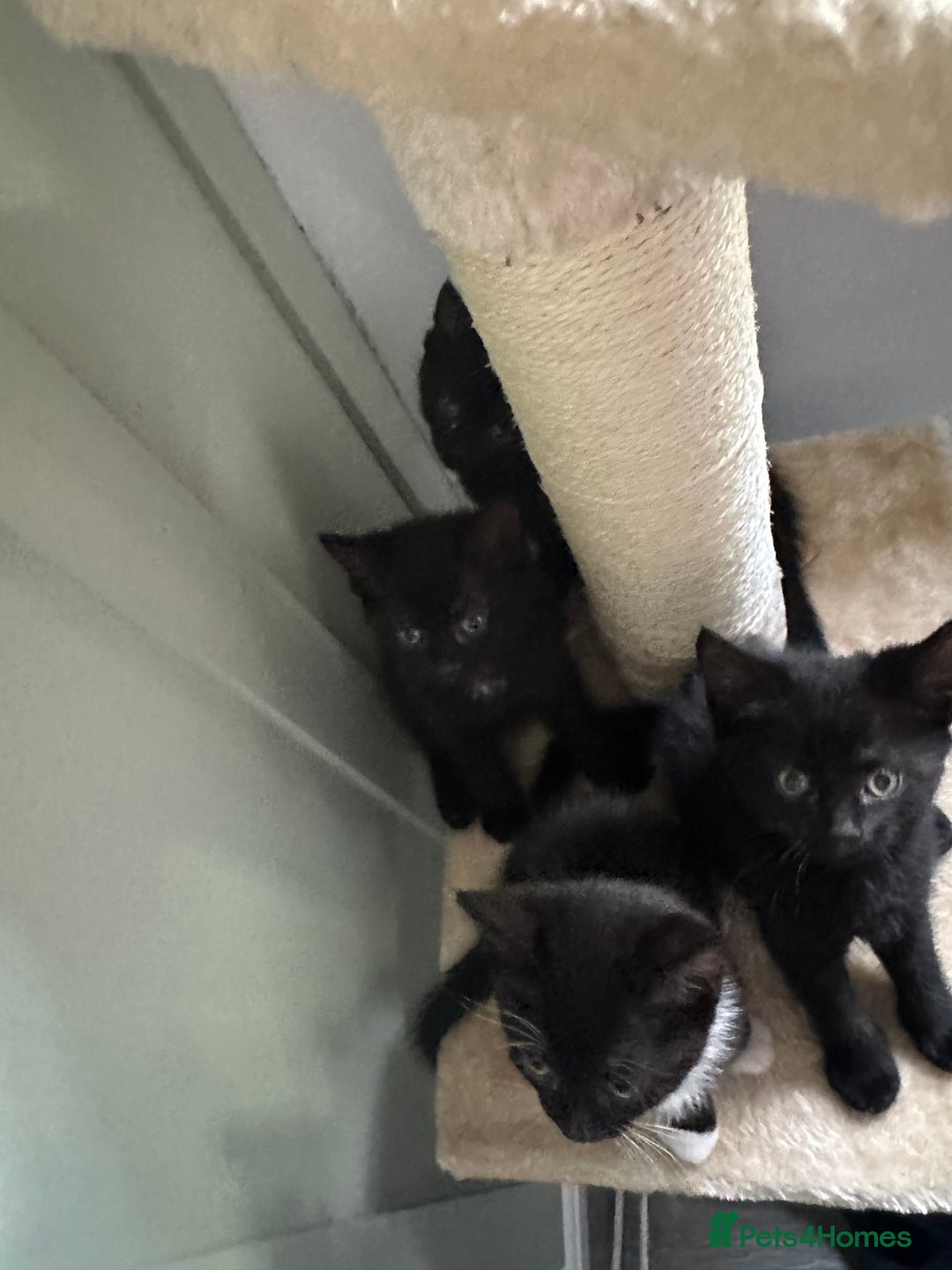 Mixed Breed cats for sale: 4 Female Ghost Tabby’s For Sale - Image 7