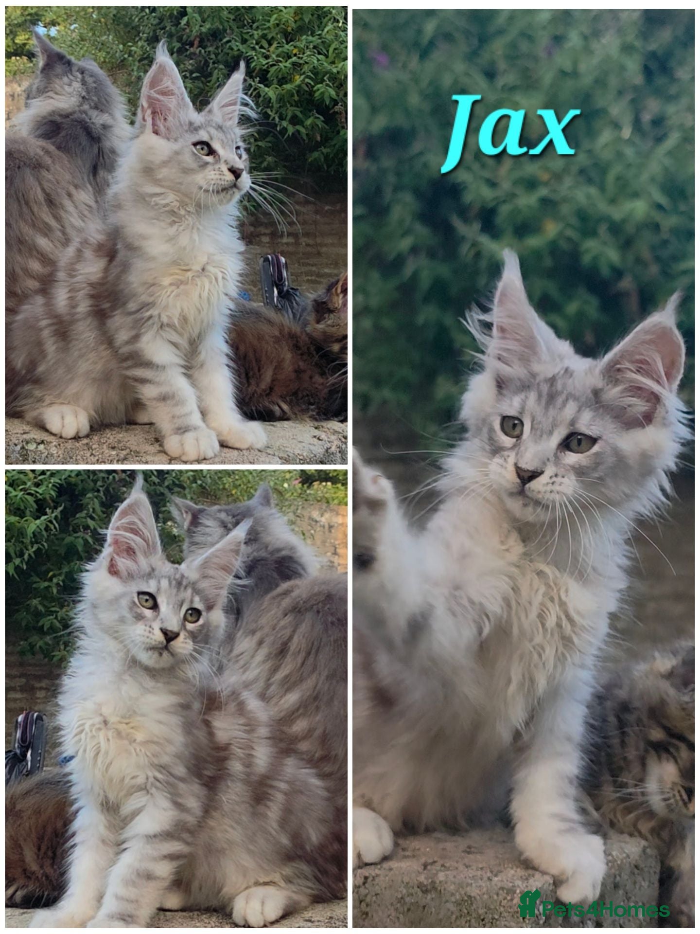 Maine Coon cats ✅✅❤️Show Quality Registered Maine Coon Kittens❤️✅✅ - Advert 9