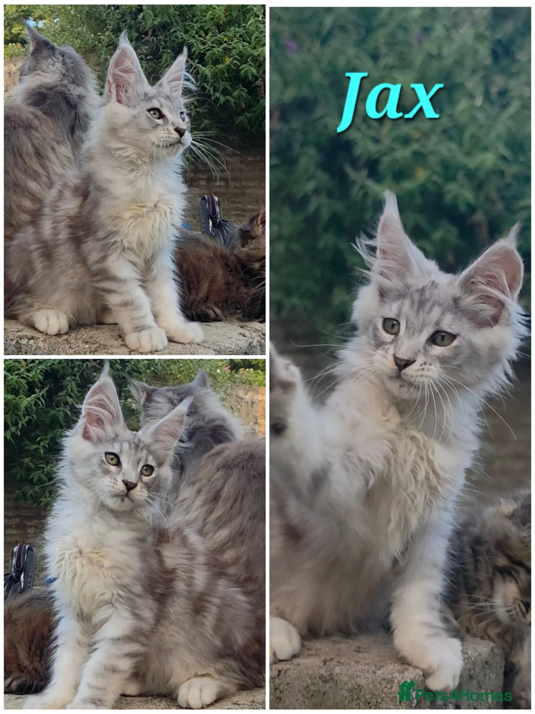Maine Coon cats for sale: ✅✅❤️Show Quality Registered Maine Coon Kittens❤️✅✅ - Advert 2