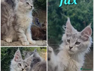Maine Coon cats ✅✅❤️Show Quality Registered Maine Coon Kittens❤️✅✅ - Advert 9