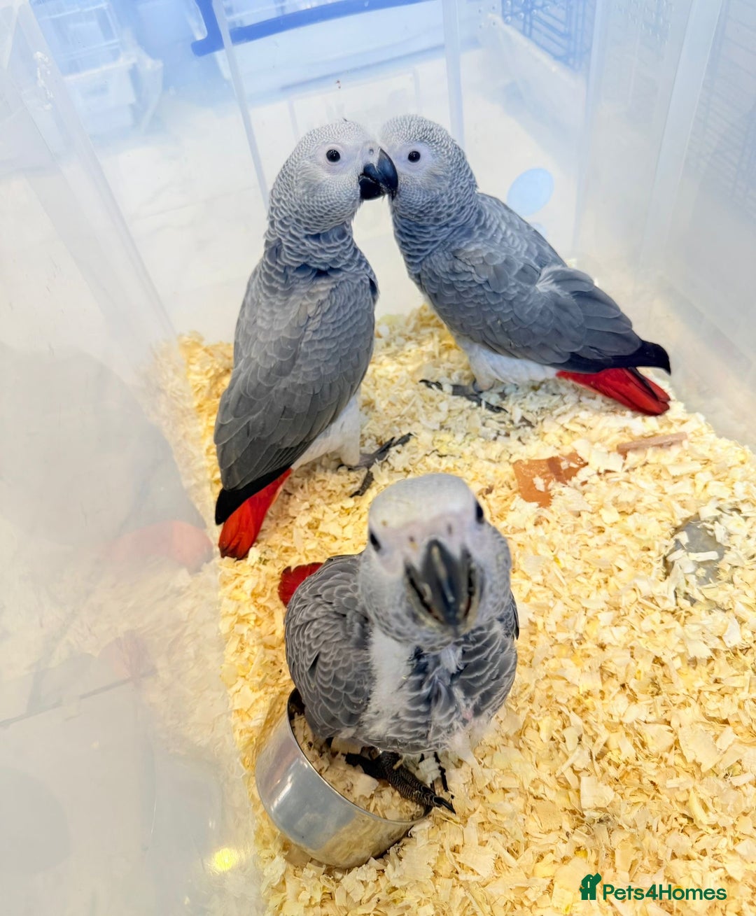 Parrots birds for sale: African greys  - Image 7