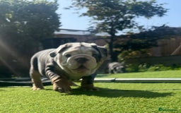 English Bulldog dogs for sale: REDUCED READY NOW last girl health tested Bulldogs - Image 5