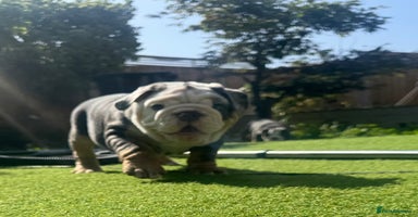English Bulldog dogs - Advert 12