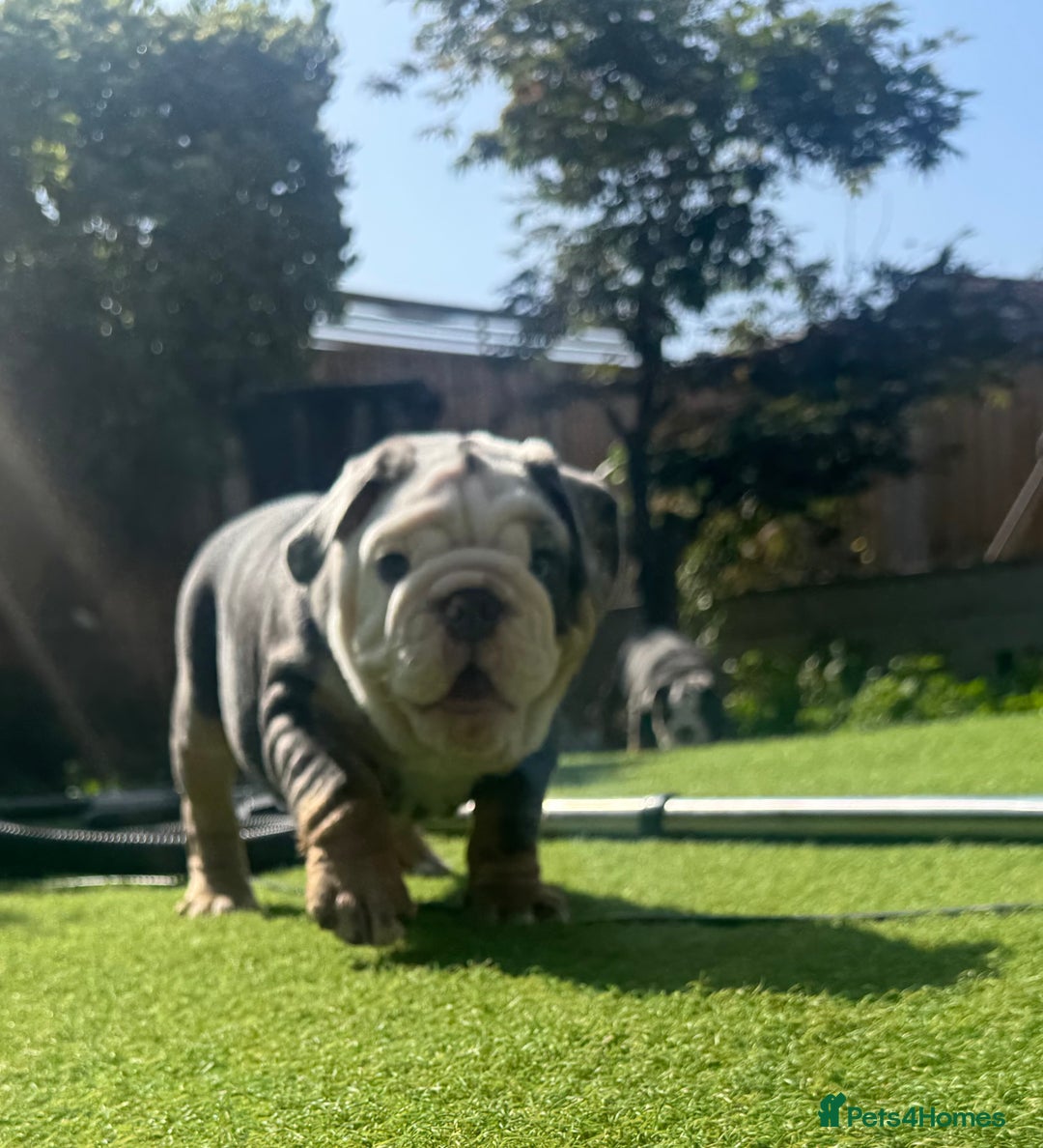 English Bulldog dogs for sale: REDUCED READY NOW last girl health tested Bulldogs - Image 5
