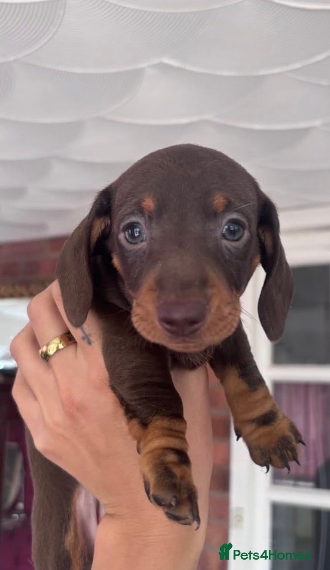 Miniature Dachshund dogs BEAUTIFUL MINI DACHSHUND PUPPIES - Advert 17