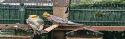 Cockatiels birds for sale: Birds  - Advert 5