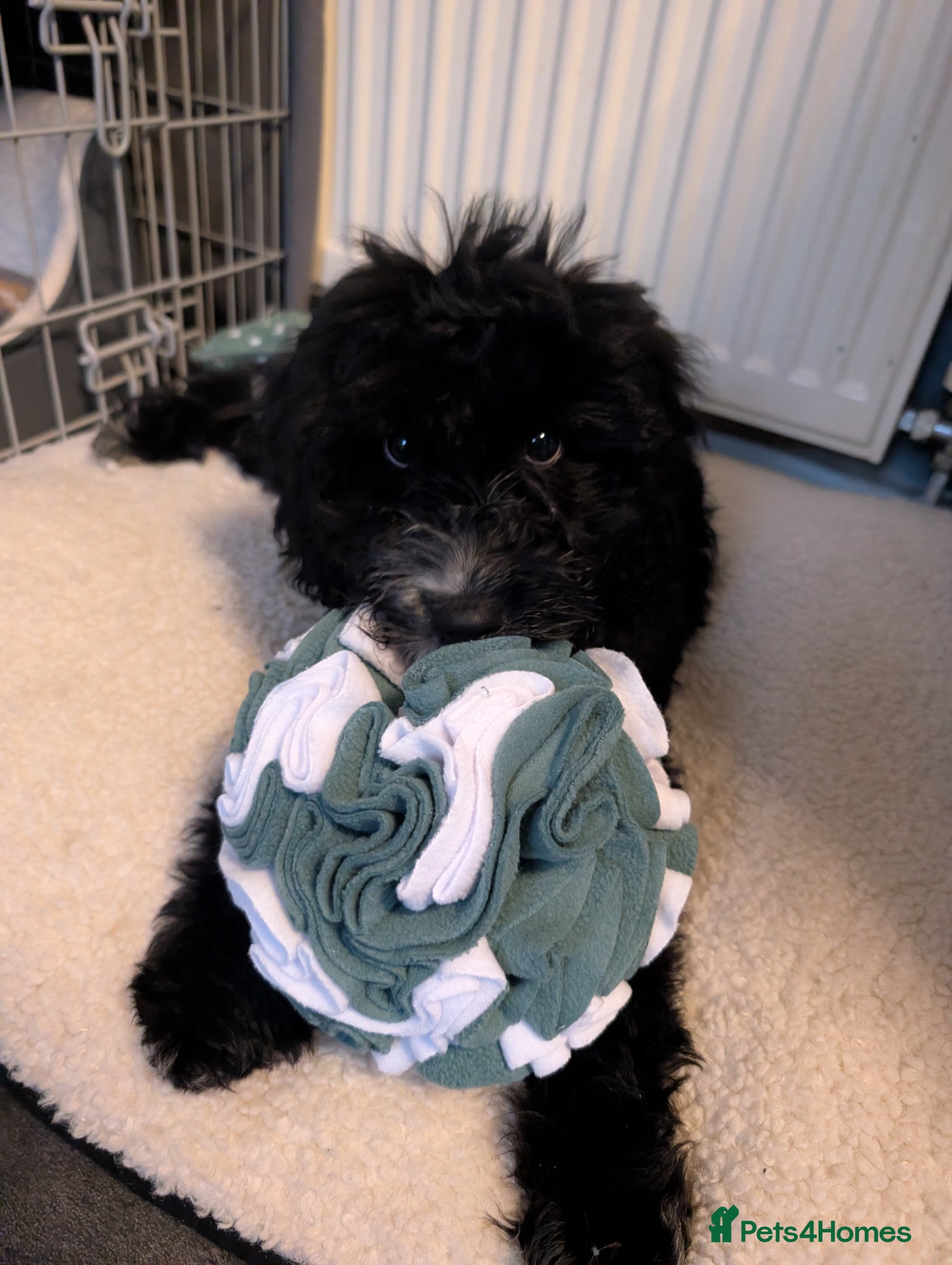 Cockapoo dogs 5 month old miniature cockapoo for sale  - Advert 1