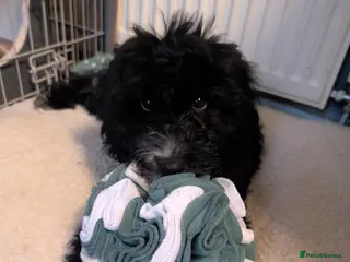 Cockapoo dogs 5 month old MALE miniature cockapoo for sale - Advert 4