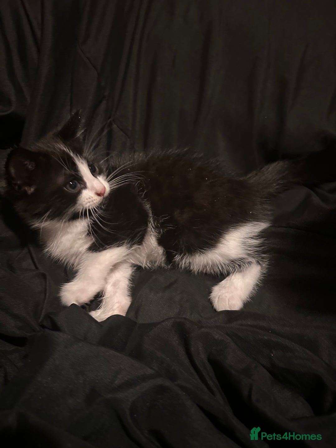 Mixed Breed cats for sale: Bengal mixed kittens  - Advert 7