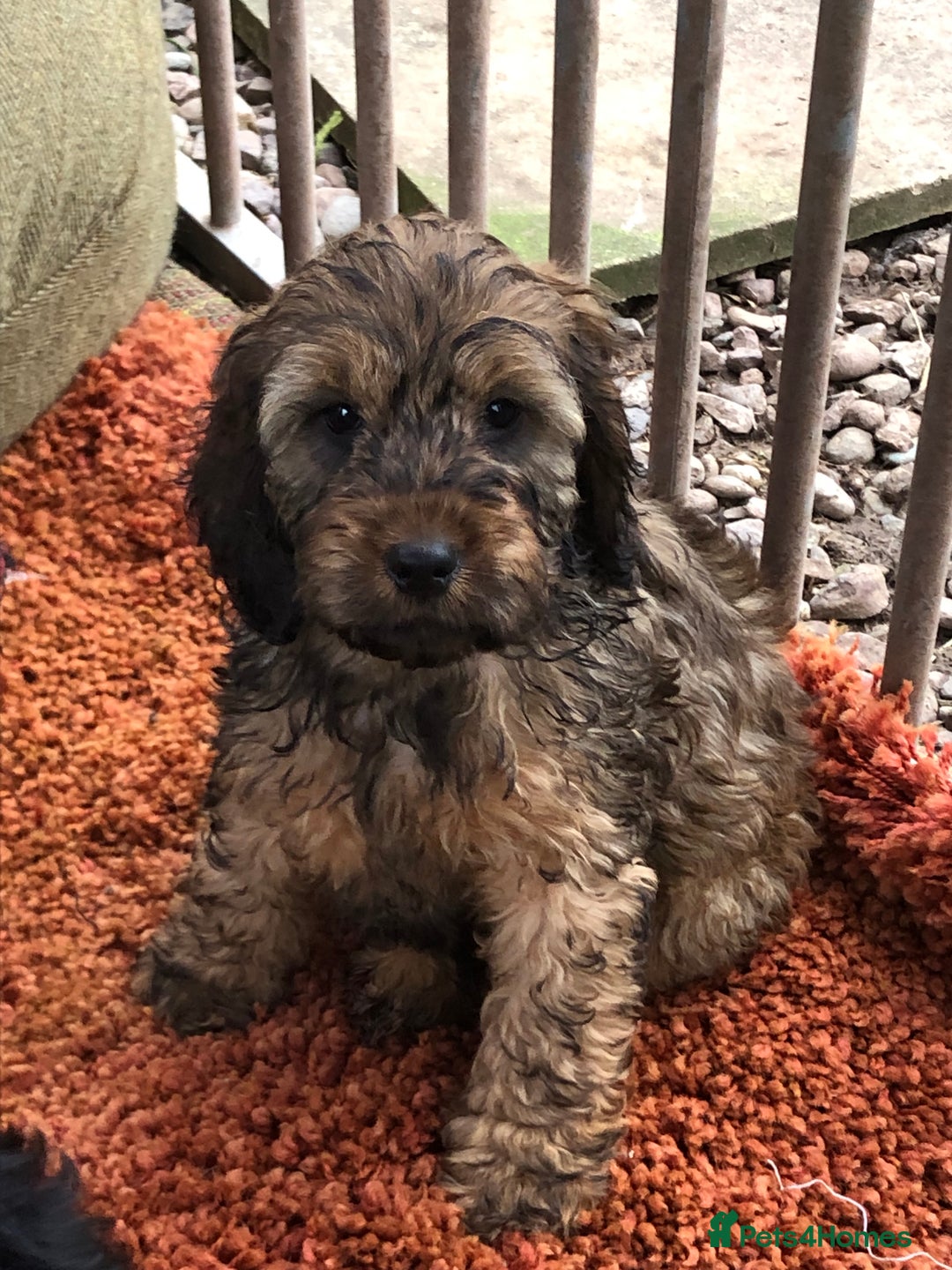 Cockapoo dogs for sale: Beautiful cockapoo f1 puppies - Image 5