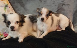 Mixed Breed dogs for sale: Chihuahua with a bit of French Bulldog puppies - Advert 18