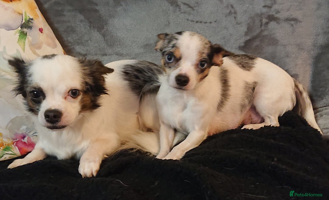 Mixed Breed dogs for sale: Chihuahua with a bit of French Bulldog puppies - Advert 18