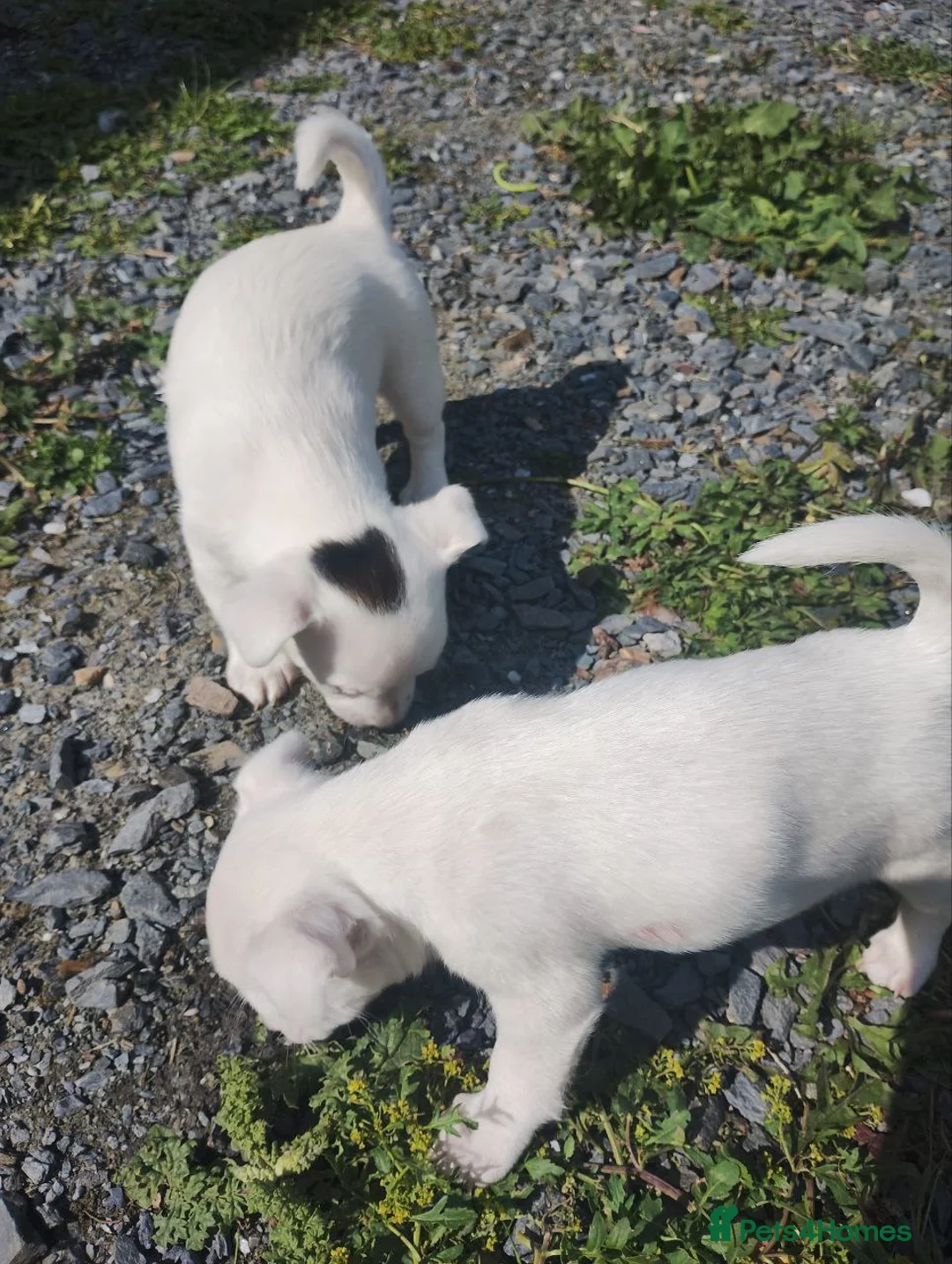 Jack Russell dogs for sale: JACK RUSSEL PUPPIES in London - Advert 2
