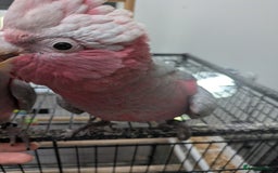 Cockatoo birds for sale: Galah cockatoos boy&girl available silly tamed - Image 7