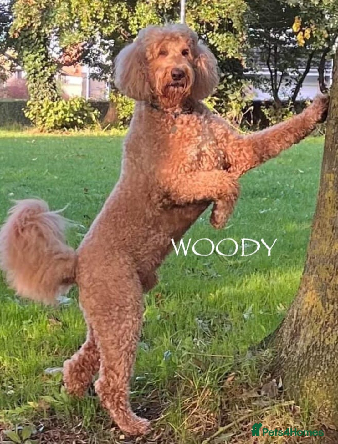 Goldendoodle dogs for sale: Golden Double Doodles - Image 5