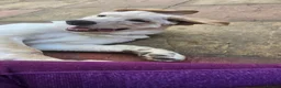 Mixed Breed dogs for sale: Fully Trained and Vaccinated Sheprador pups ✨️ - Advert 11