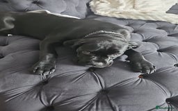 Cane Corso dogs for sale: Bella  - Image 3