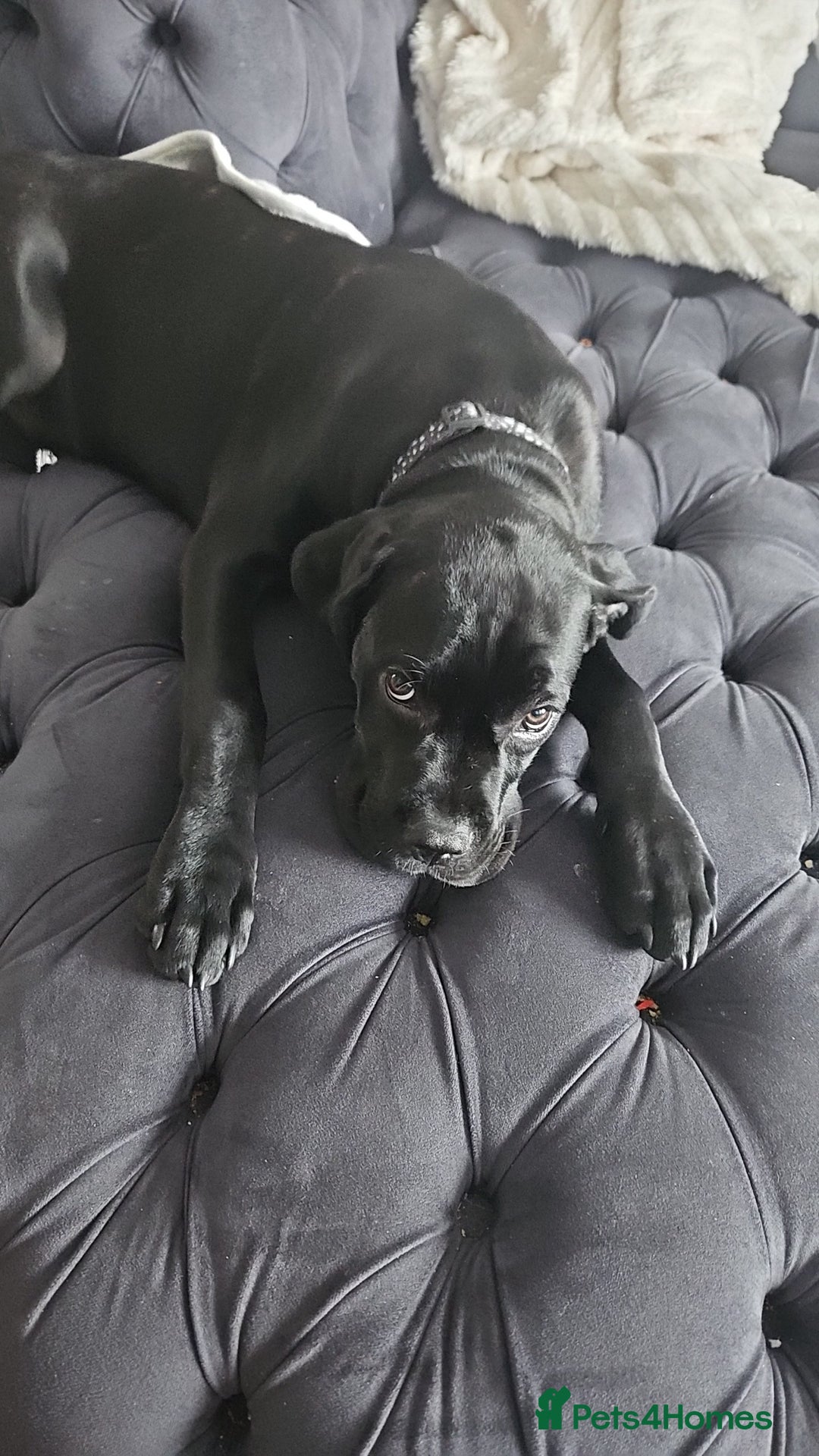 Cane Corso dogs for sale: Bella  - Image 3