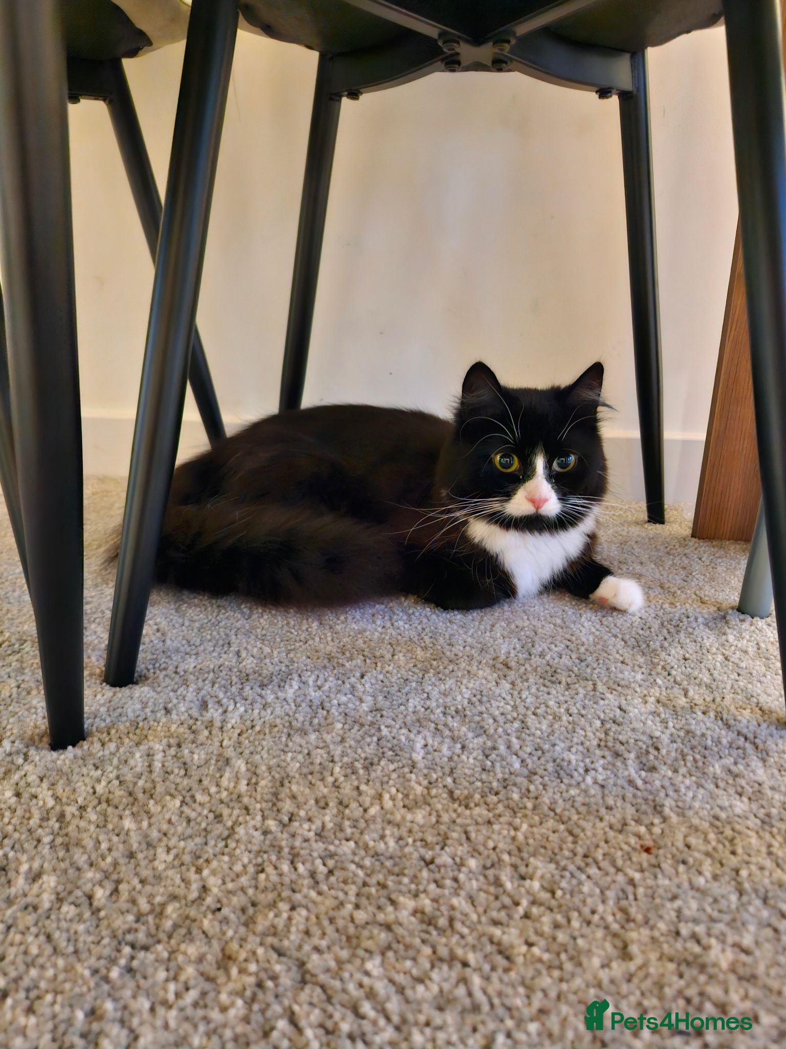 British Longhair cats Long hair black and white female  - Advert 8