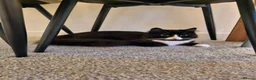 British Longhair cats for sale: Long hair black and white female  - Advert 1