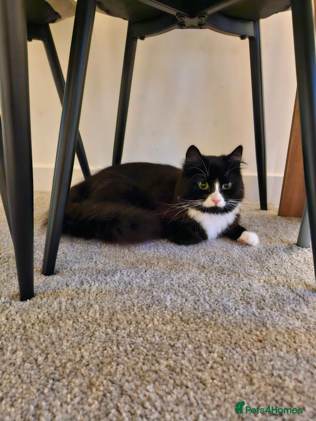 British Longhair cats for sale: Long hair black and white female  - Advert 1