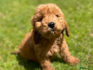 Cockapoo dogs READY TO LEAVE BEAUTIFUL MINIATURE COCKERPOOS - Advert 5