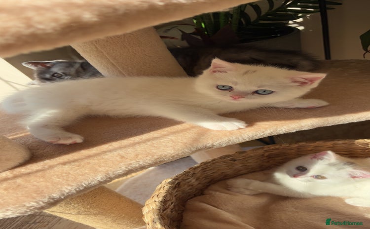 Persian cats - Advert 1