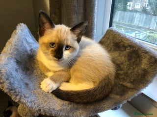 Siamese cats Beautiful snowshoe female kitten - Advert 1