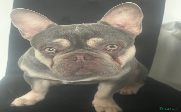 French Bulldog dogs - Advert 13