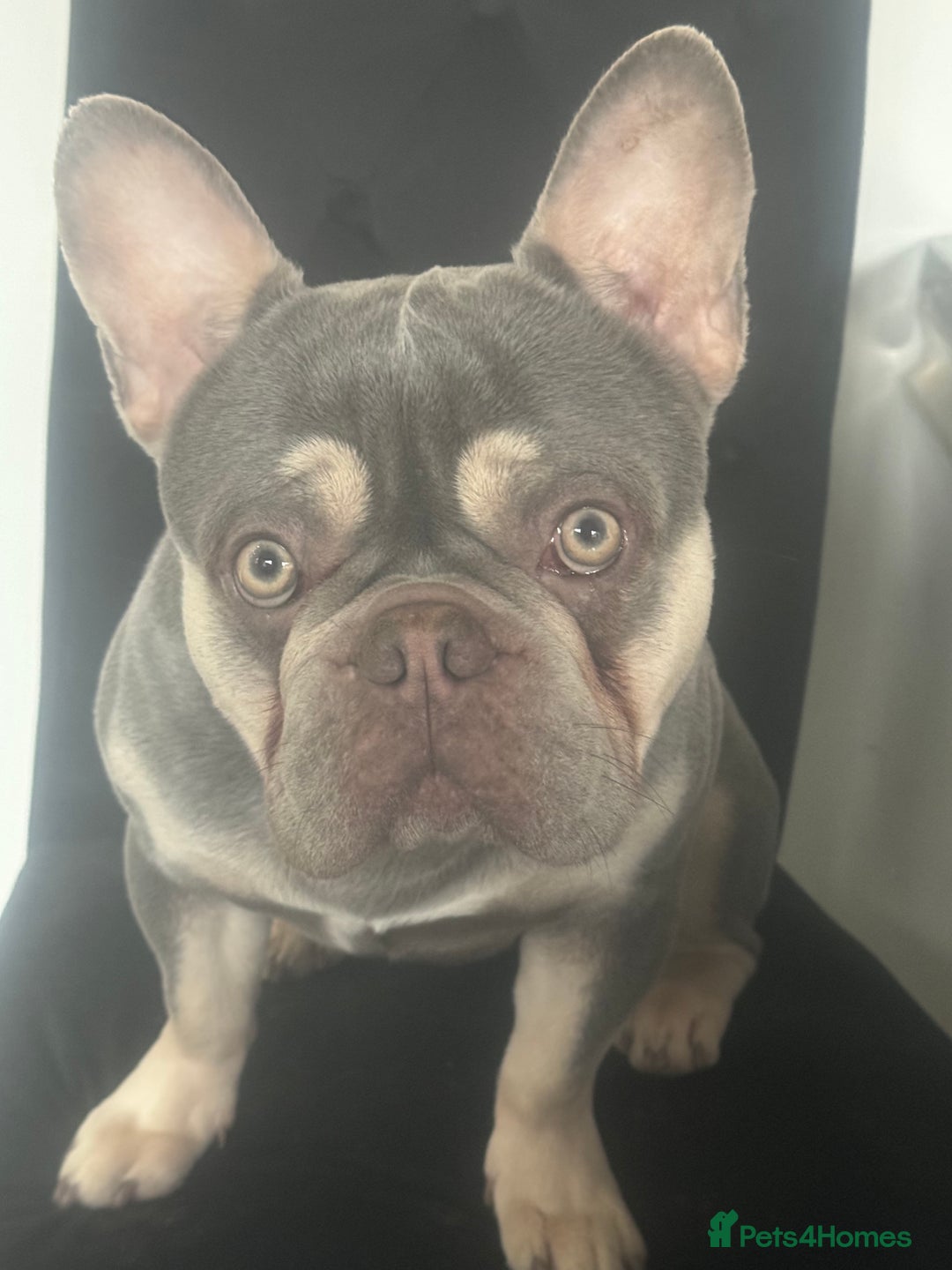 French Bulldog dogs for sale: Male French bulldog - Image 1
