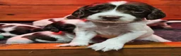 English Springer Spaniel dogs for sale:  KC REGISTERED ENGLISH SPRINGER SPANIEL PUPPIES  - Advert 3
