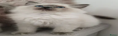 Ragdoll 2