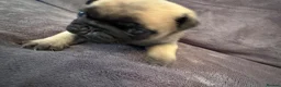 Pug dogs for sale: Beautiful Litter Of Pug Puppies All Girls  - Advert 13