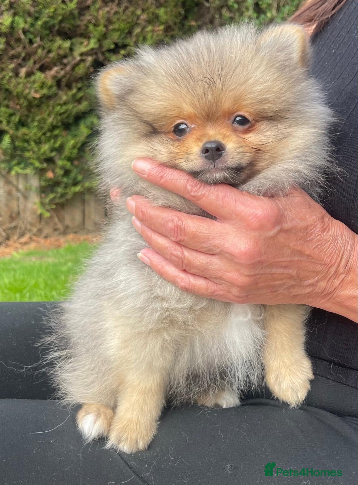 Pomeranian dogs *ready now* Pomeranian puppies available  - Advert 17
