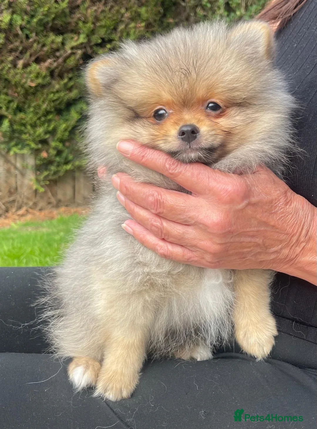 Pomeranian dogs for sale: *ready now* Pomeranian puppies available  - Advert 1