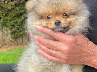 Pomeranian dogs *ready now* Pomeranian puppies available - Advert 2