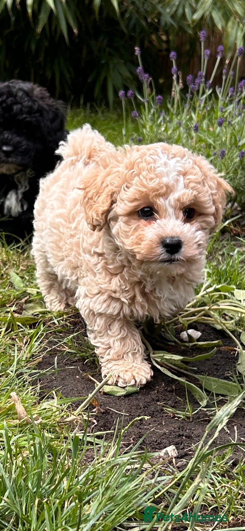 Shihpoo dogs 🌟 Little Stars🌟  - Advert 1