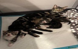 Mixed Breed cats for sale: Grey, black & white female kitten, 7 weeks old - Image 10