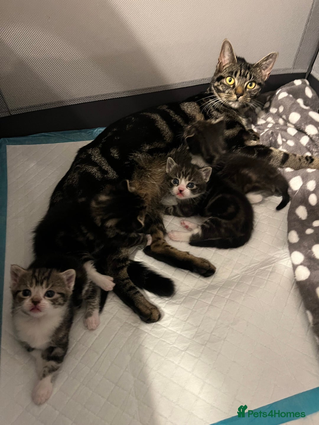 Mixed Breed cats for sale: Grey, black & white female kitten, 7 weeks old - Image 10
