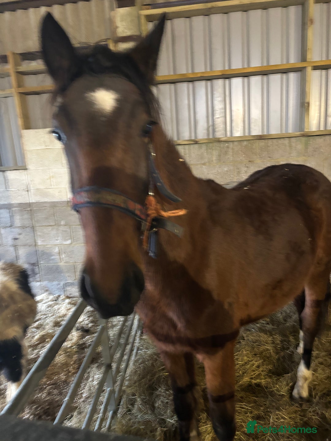 Hackney horses for sale: Ride and drive Hackney mare - Advert 3