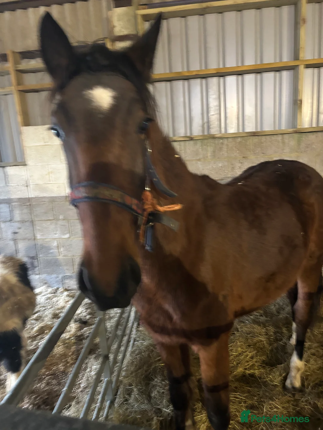 Hackney horses for sale: Ride and drive Hackney mare - Advert 3