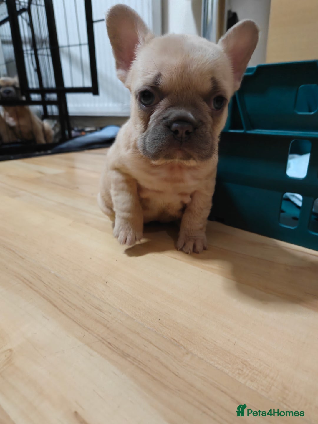 French Bulldog dogs for sale: Unique and Beautiful French bulldogs puppies  - Image 29