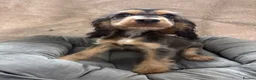 Cocker Spaniel dogs for sale: Adorable little show cocker spaniel pups  - Advert 10