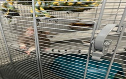 Rat rodents for sale: Two 6 months old male rats - Image 3