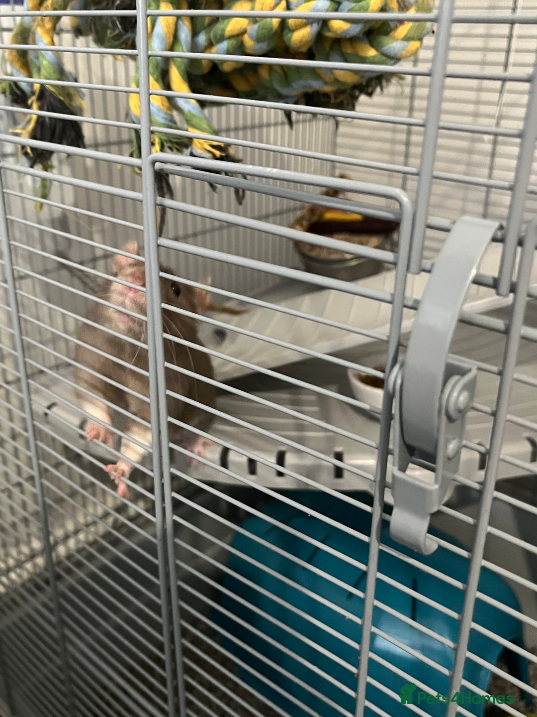 Rat rodents for sale: Two 6 months old male rats - Image 3