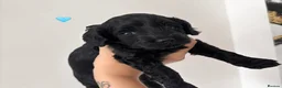 Cockapoo dogs for sale: 🐾Beautiful cockapoo puppies 🐾 - Advert 3